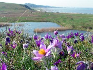 Oprette Kobjælder På Ulbjerg Klint377